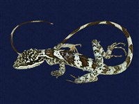 藏品(牧茂氏攀蜥)的圖片